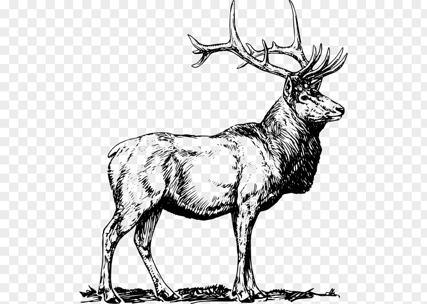 Vector Linear Light Elk Deer Clip Art PNG