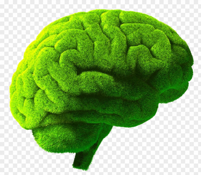 Creative Human Brain Green Stock Photography Illustration PNG
