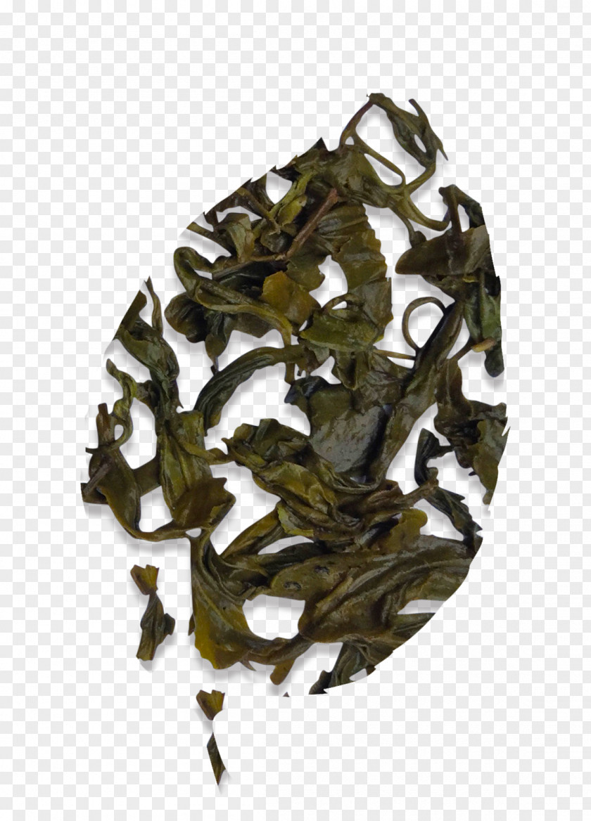 Longjing Green Tea Nilgiri Assam Camellia Sinensis Oolong PNG