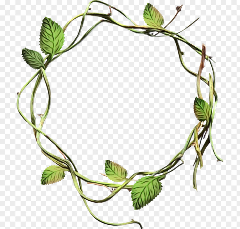 Plant Stem Twig Ivy PNG