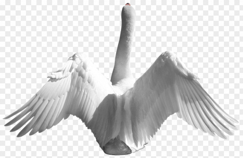 Swan Mallard Bird Domestic Goose Duck Cygnini PNG