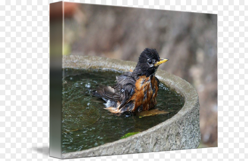 Bird Bath Duck Fauna Beak PNG