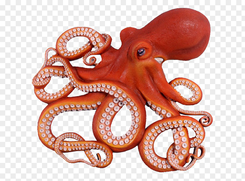 Fishing Giant Pacific Octopus Clip Art Drawing PNG