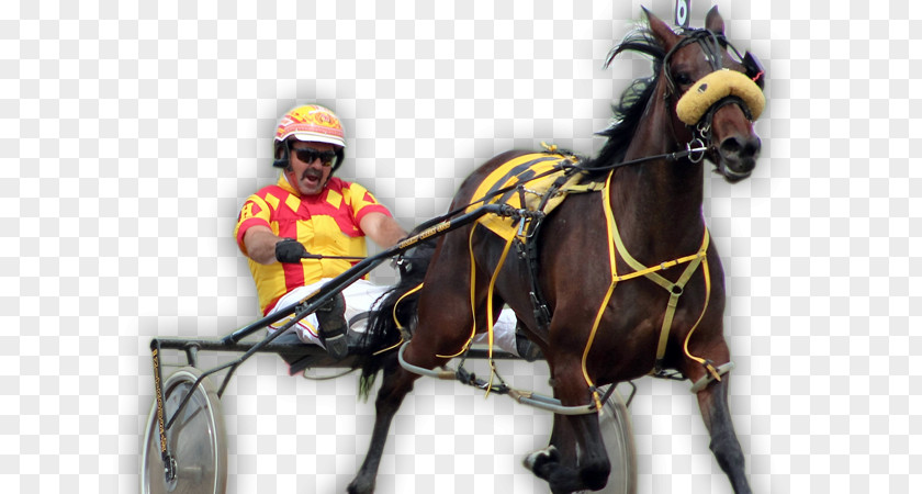 Horse Harness Standardbred Harnesses Stallion Racing PNG