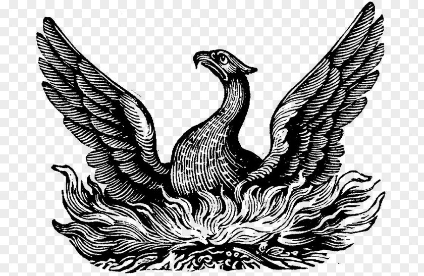 Phoenix Symbol Definition Word Meaning PNG