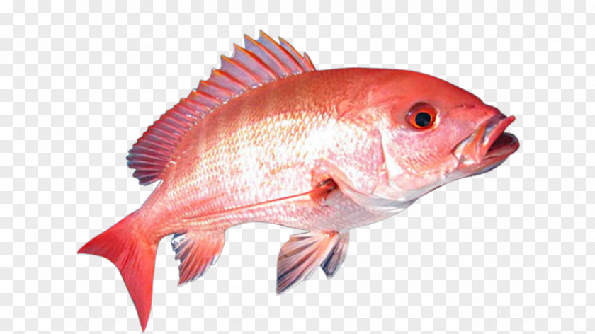 Red Fish United States Northern Snapper Gulf Of Mexico Recreational Fishing PNG