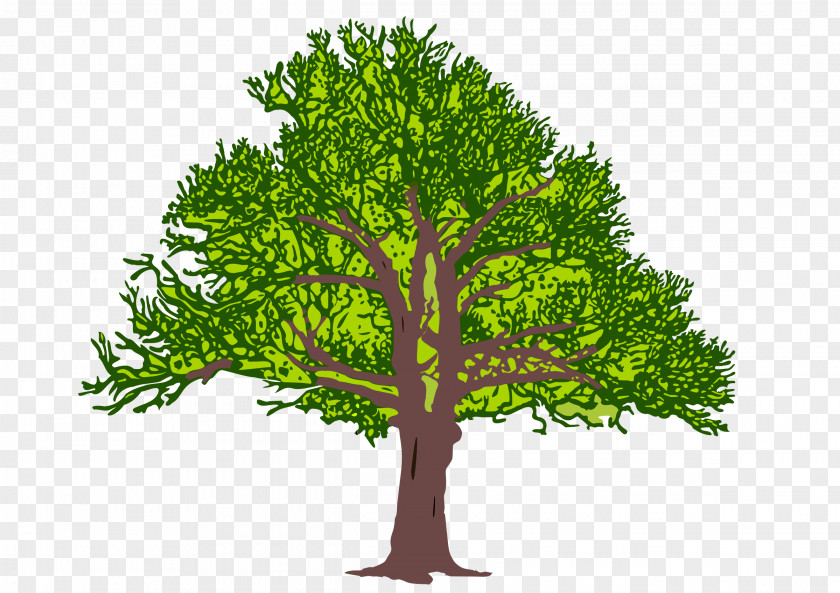 Tree Branch Stock Photography Clip Art PNG