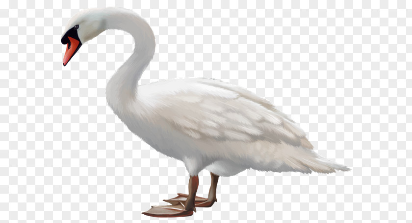 Bird Mute Swan Black Goose Stock Photography PNG