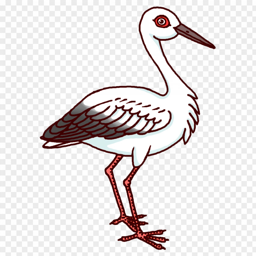 Birds White Stork Pelecaniformes Gull Crane PNG