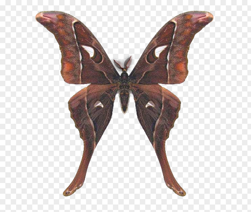 Butterfly Hercules Moth Australia Saturniids PNG