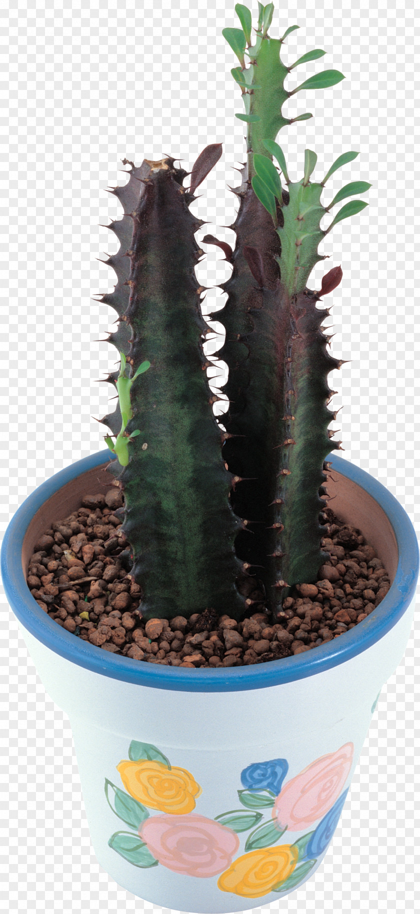 Cactus Cactaceae Acanthocereus Tetragonus Succulent Plant Clip Art PNG