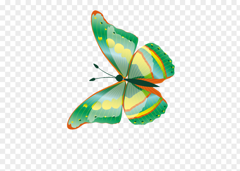 Cq Butterfly Net Moth Graphic Design PNG