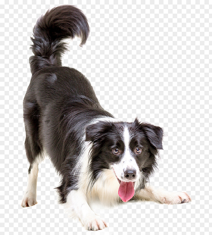 Dogs Border Collie Puppy Cat Pet Veterinarian PNG