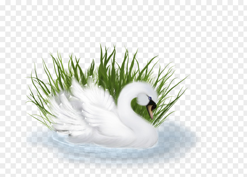 Duck Image Clip Art Photography PNG