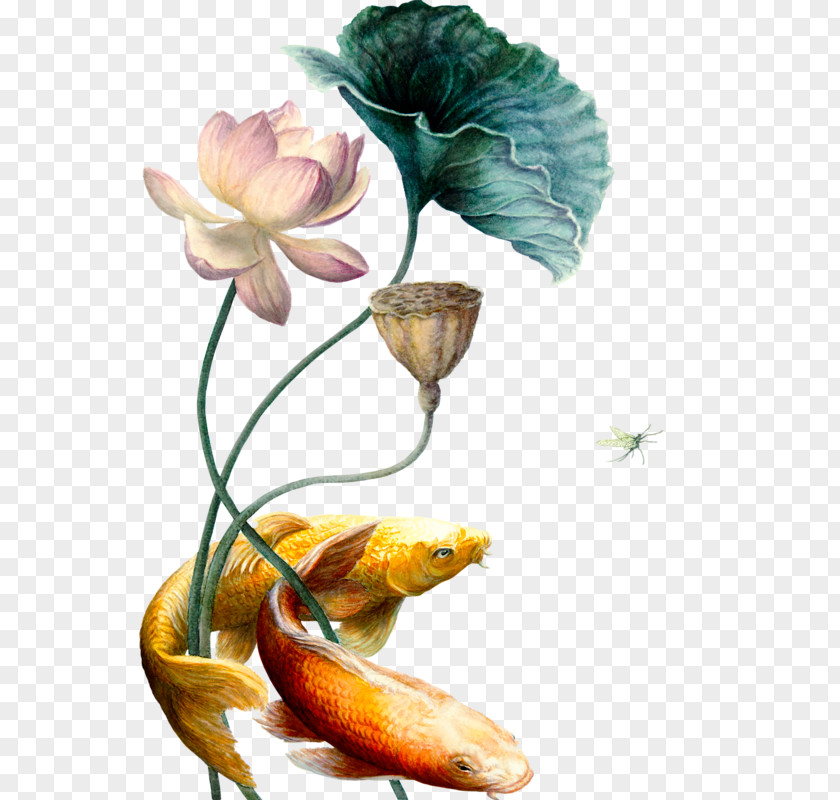 Hand-painted Lotus Koi Carassius Auratus Nelumbo Nucifera PNG