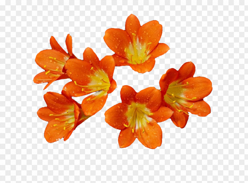 Havel Cut Flowers Orange S.A. PNG