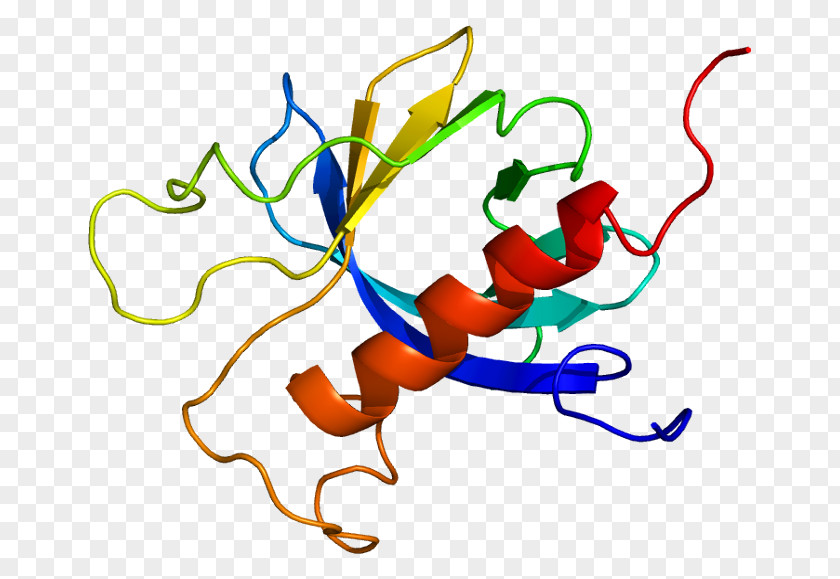 PRKD3 Protein Kinase C Gene PNG