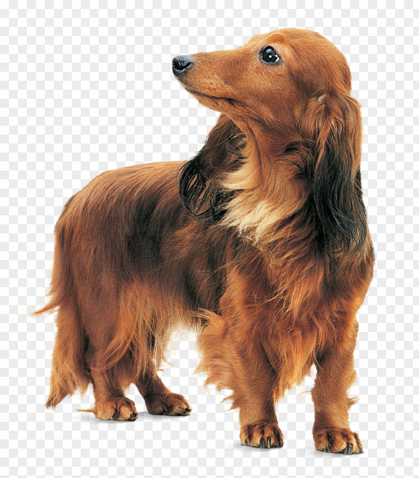 Wet Dachshund Sussex Spaniel Dog Breed Yorkshire Terrier Chihuahua PNG