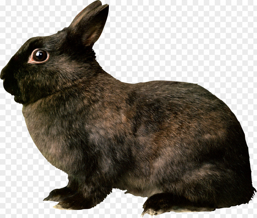 Black Rabbit Image Rodent Hare Rat Cat PNG