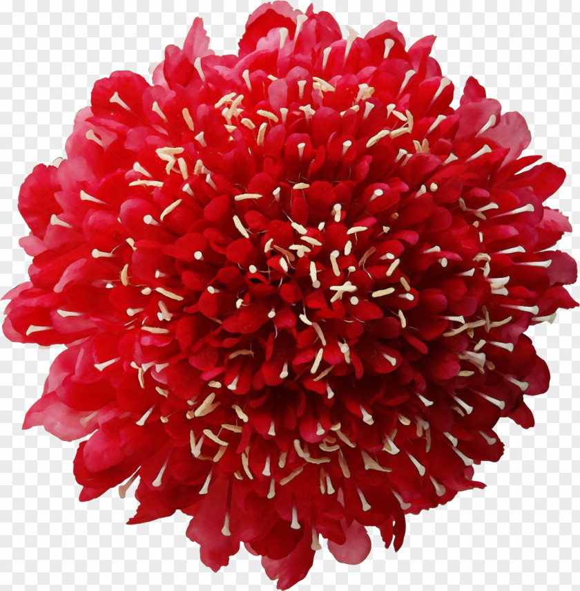 Dahlia Pompom Flowers Background PNG