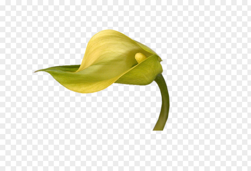 Flower Arum Lilies Lilium Plant Stem PNG