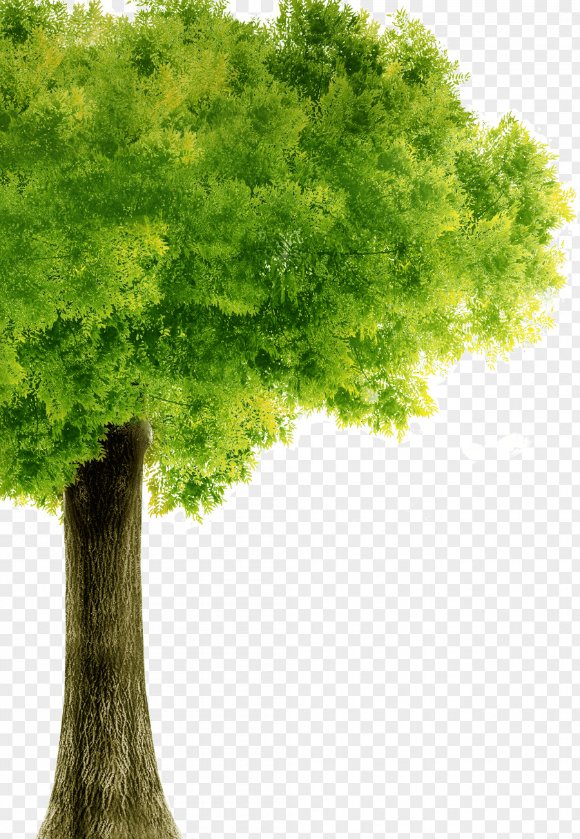 Green Trees PNG trees clipart PNG