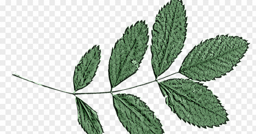 Leaf Plant Flower Tree Swamp Birch PNG