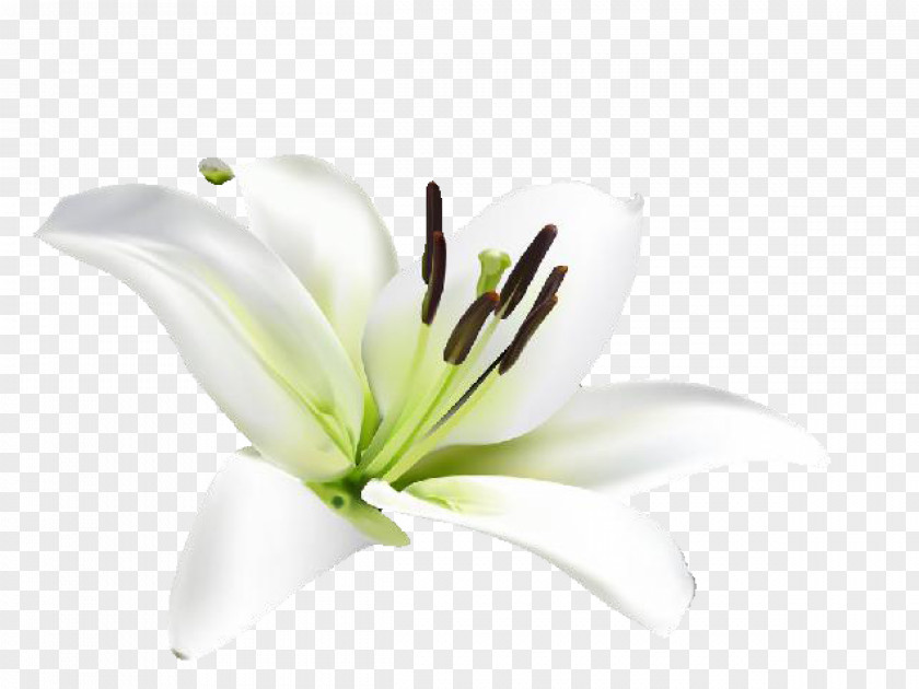 Lily Tiger Flower Lilium Cafe PNG