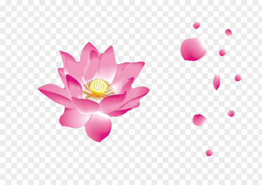 Lotus Petal Nelumbo Nucifera Pink PNG