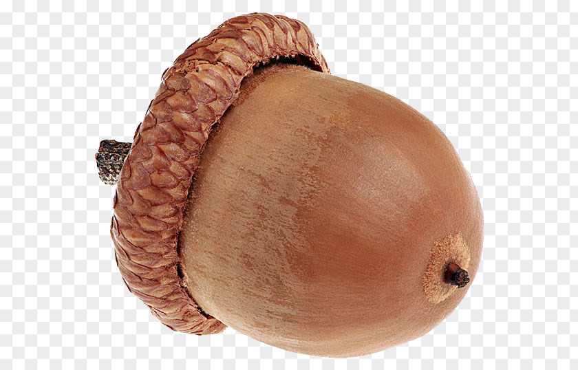 Brown Acorn Stock Photography Royalty-free PNG