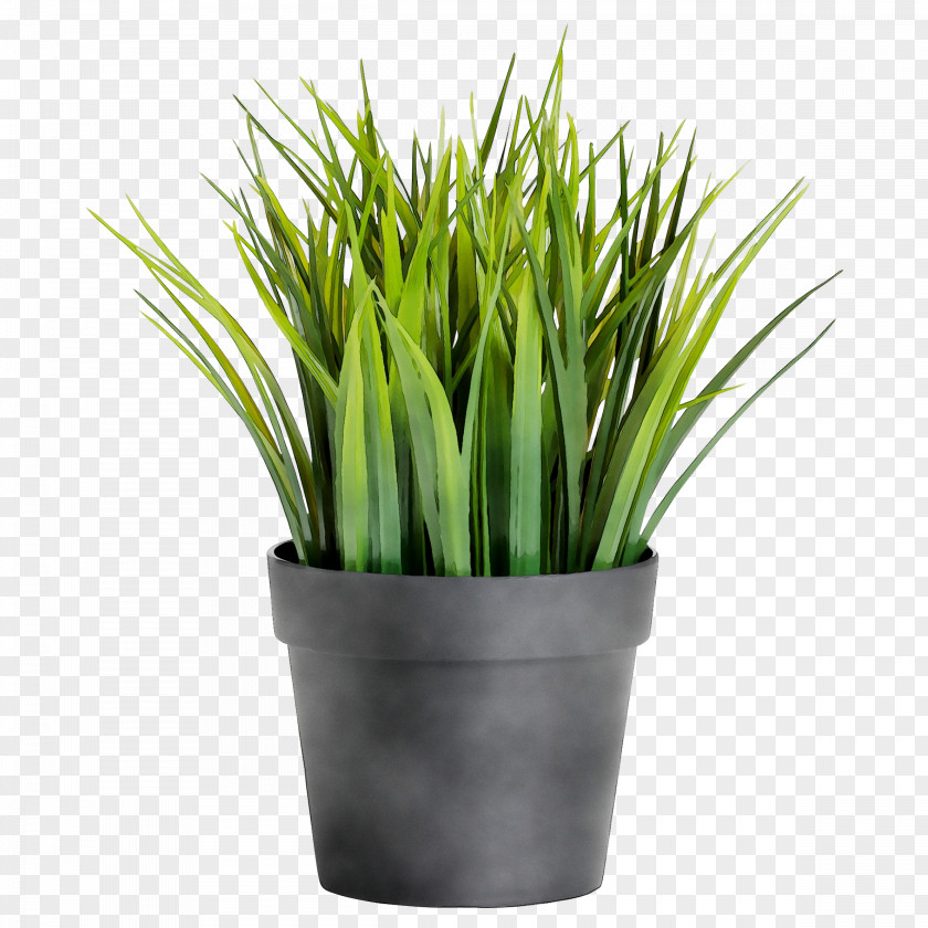 Sweet Grass Chives Wheatgrass PNG