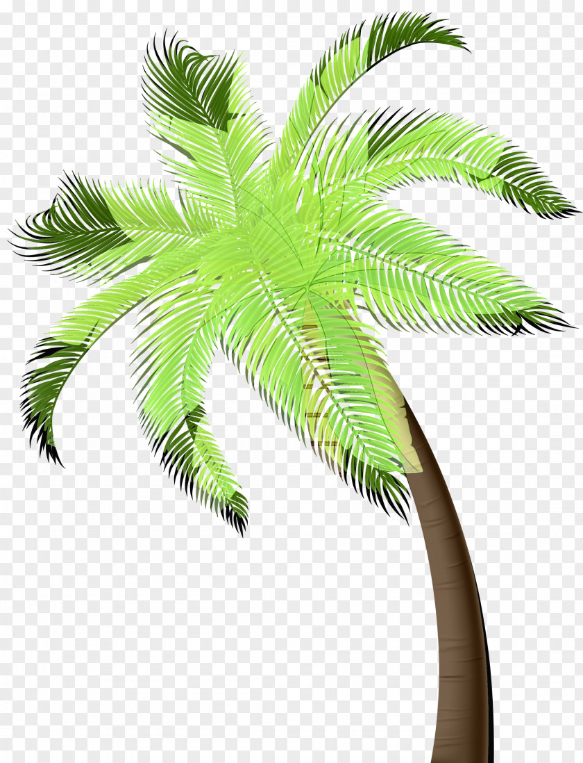 Asian Palmyra Palm Trees Flowerpot Coconut Date PNG