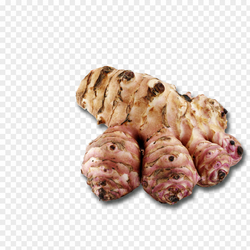 Autumn Jerusalem Artichoke Potassium-53 Season Winter PNG