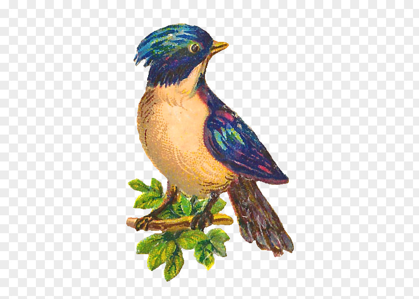Bird Beak Feather Clip Art PNG