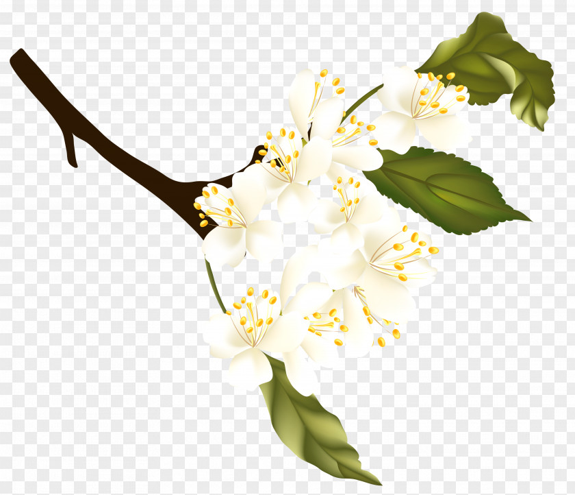 Branch Spring Clip Art PNG