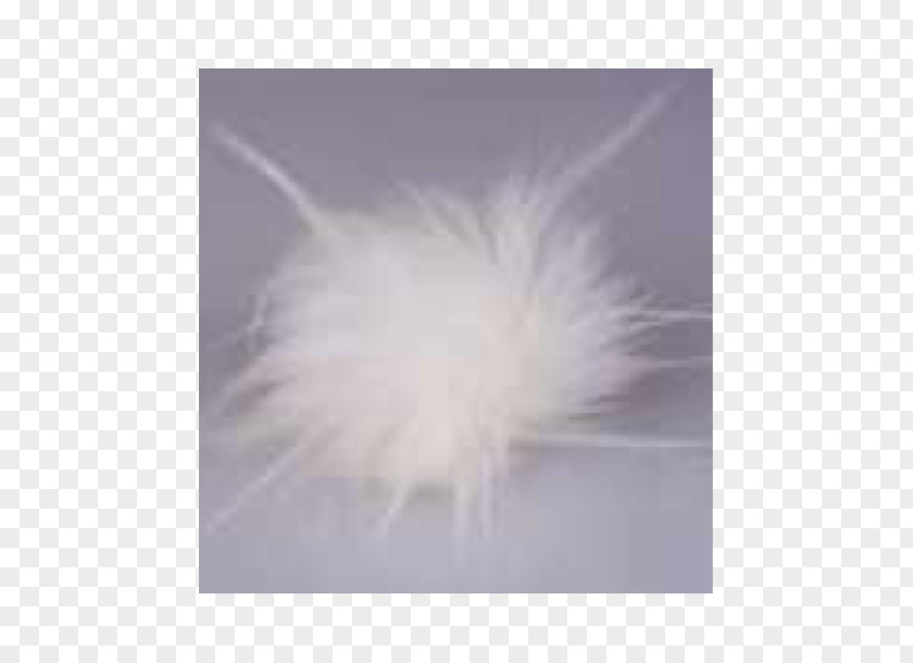 Feather PNG