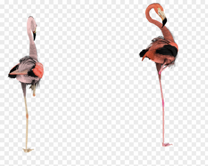 Flamingo Rendering Clip Art PNG