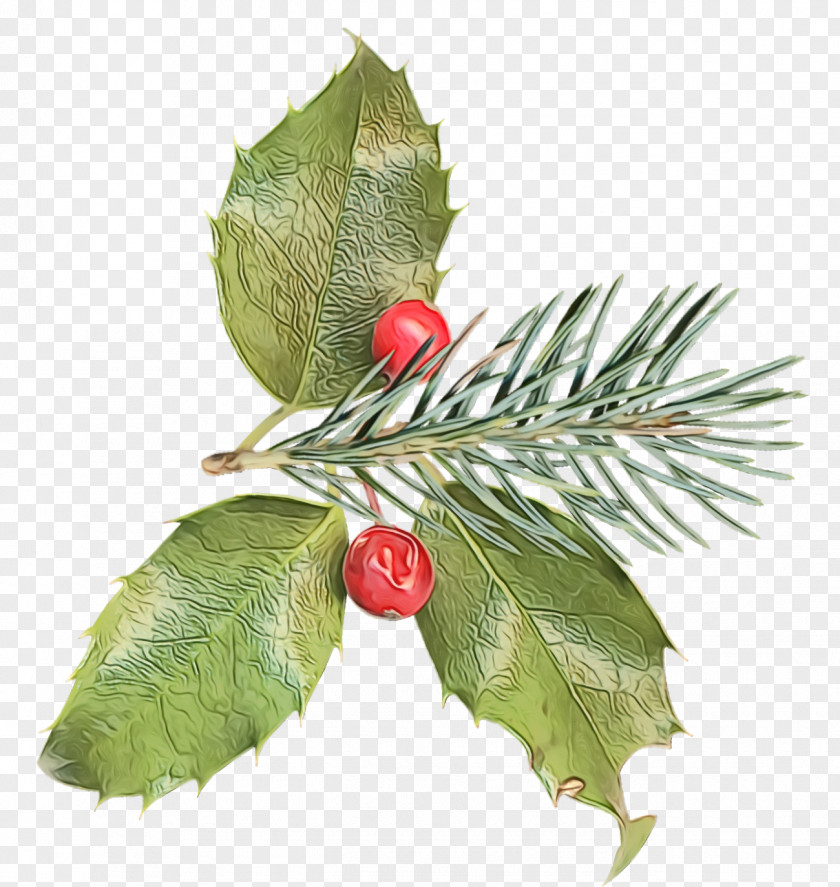 Fruit Twig Holly PNG