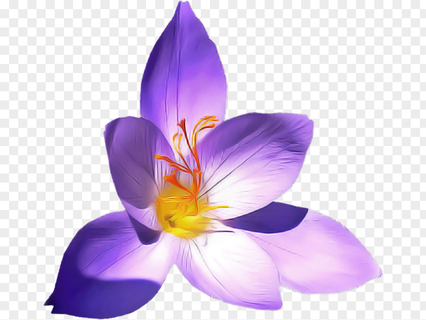 Saffron Crocus Tommie Flowering Plant Petal Flower Violet Purple PNG
