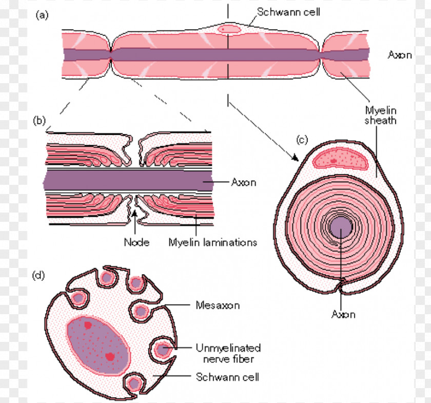 SchÃ¤ferhund Schwann Cell Myelin Neuron Axon Nerve PNG