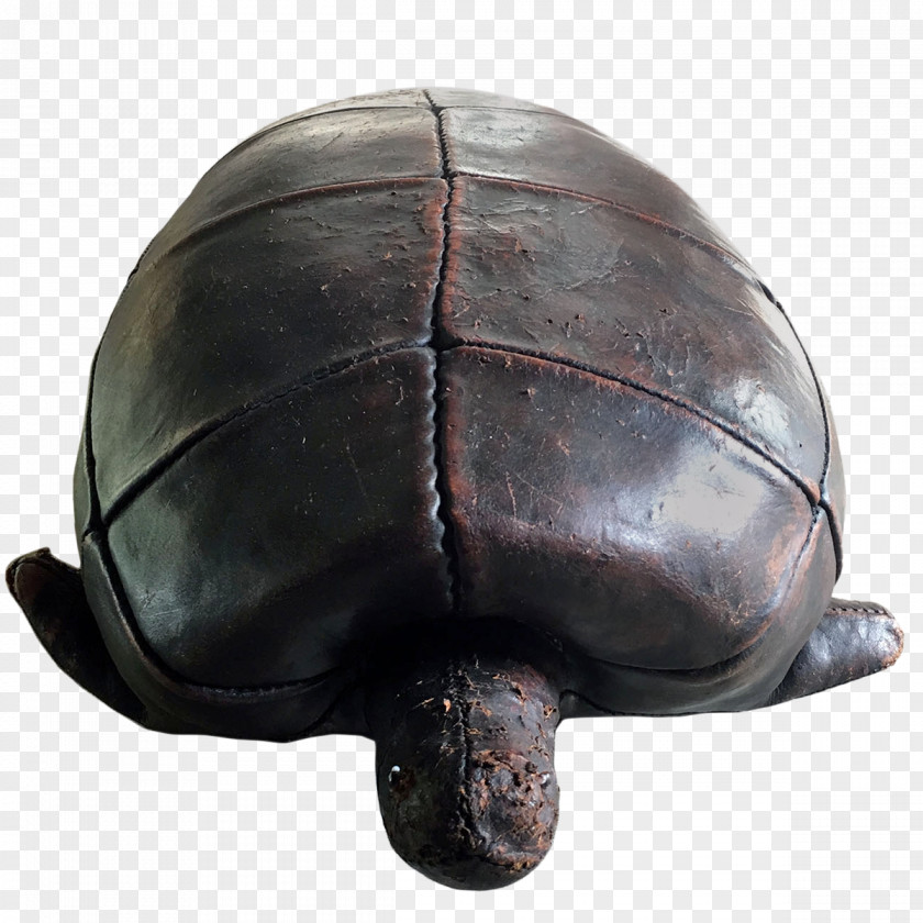 Turtle Tortoise Pond Turtles Sea Helmet PNG
