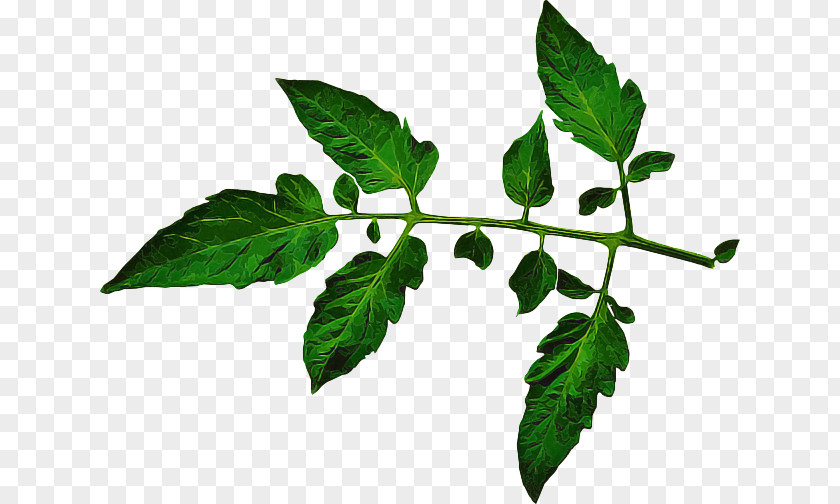 Twig Flowering Plant Leaf Flower Tree PNG