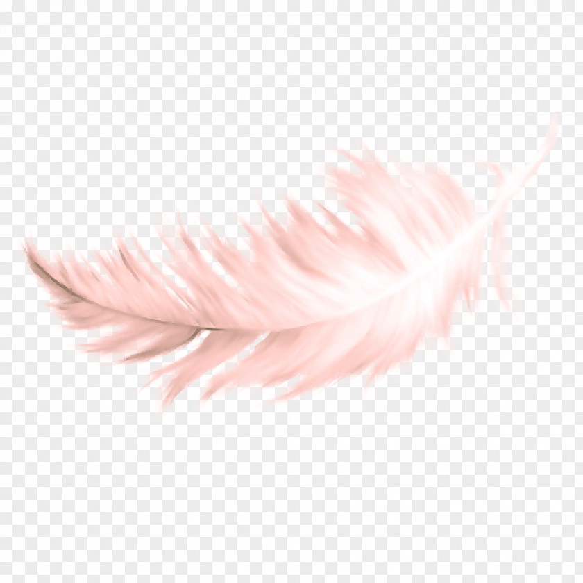 Writing Implement Fur Feather PNG