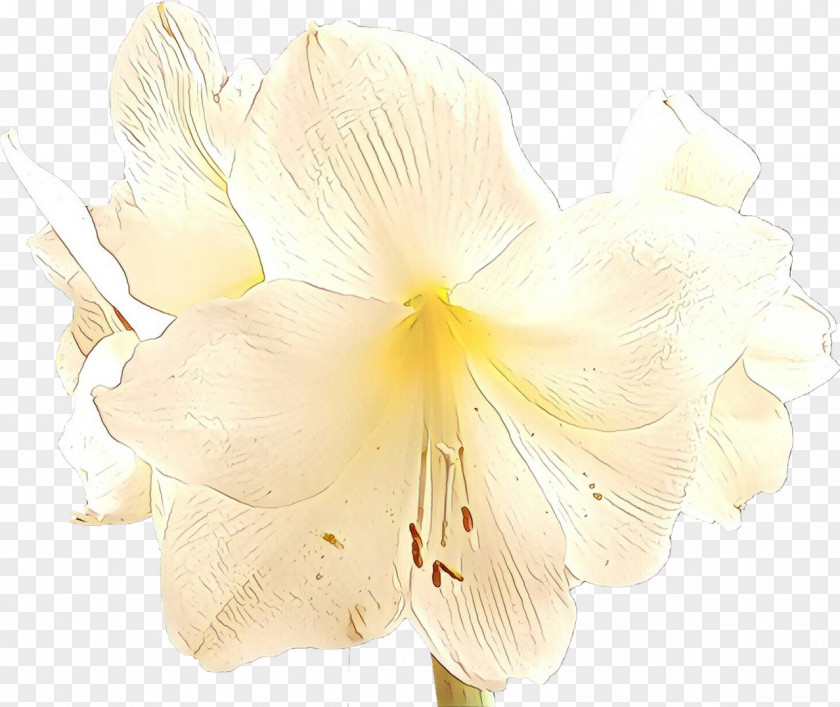 Cut Flowers Moth Orchids Jersey Lily Petal PNG