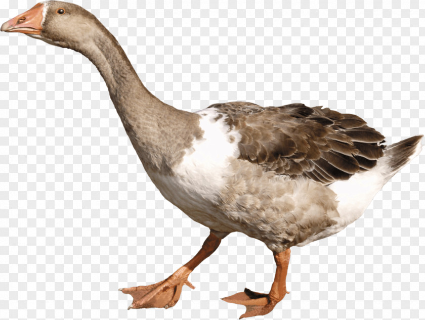 Duck American Pekin Goose Clip Art PNG