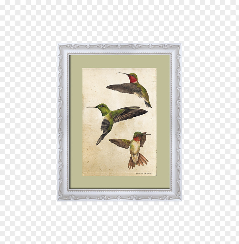 Hoja Verde Piciformes Fauna Picture Frames Hummingbird M Beak PNG