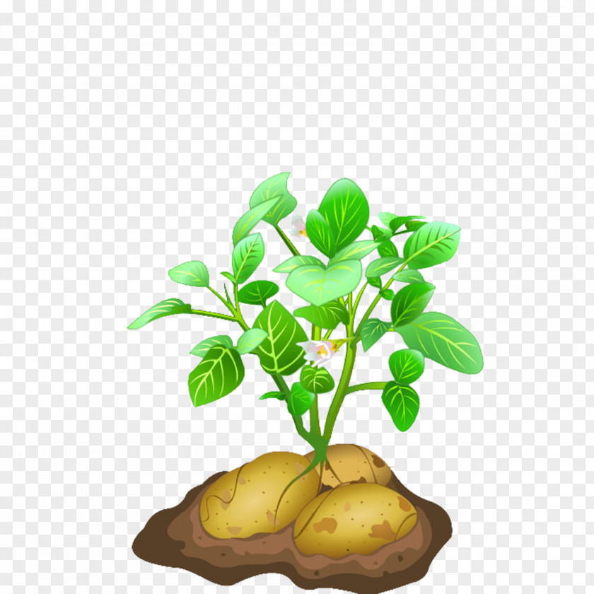 Potato Seedlings Euclidean Vector PNG
