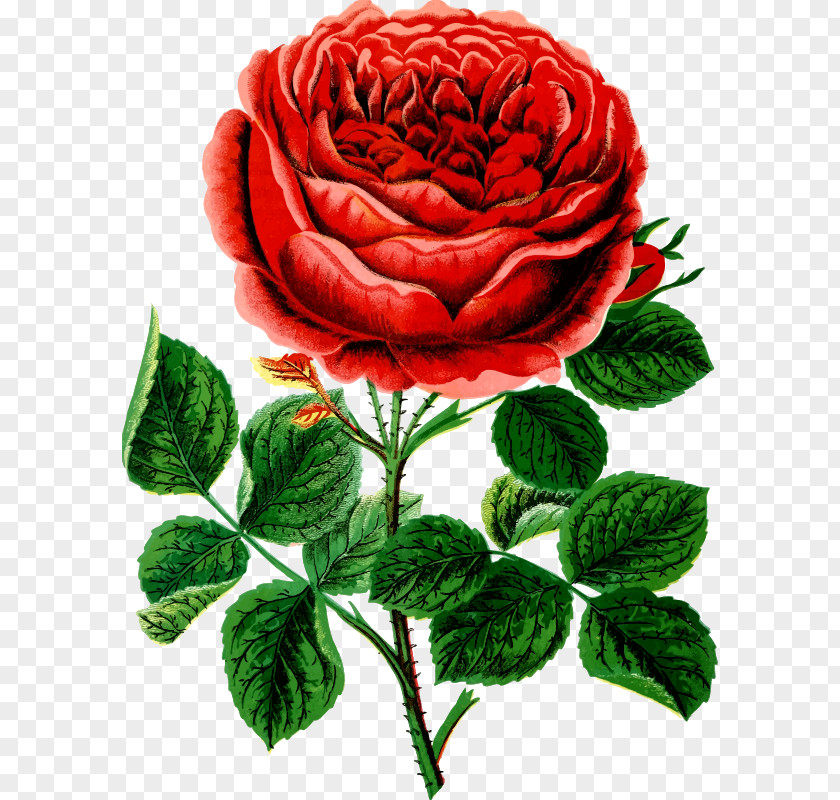 ROSE BUSH Garden Roses Cabbage Rose Clip Art PNG