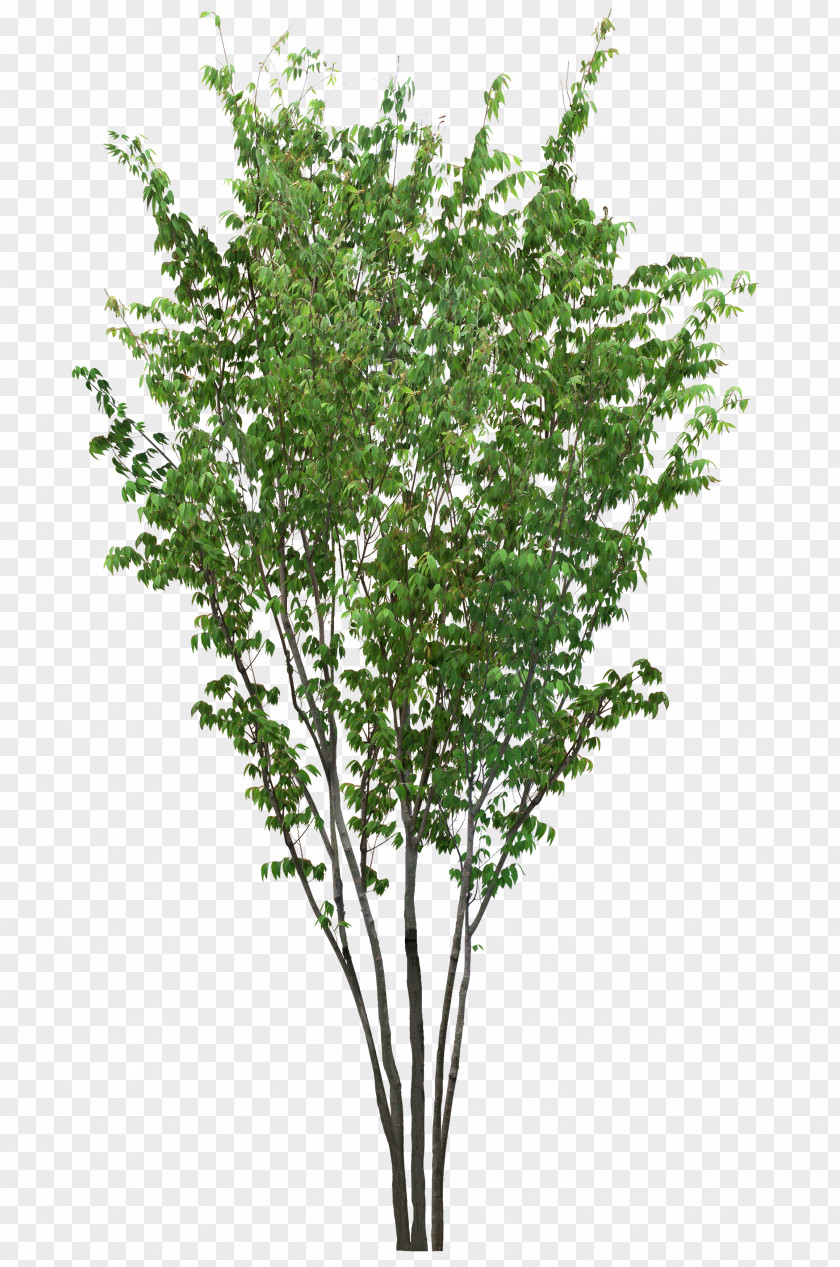 Tree Stock Photography Royalty-free Image PNG