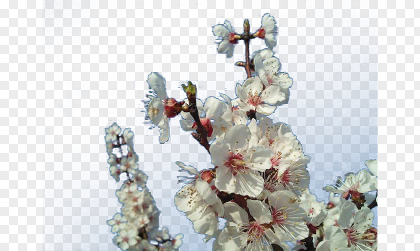 White Apricot Branches Blossom Plum Flower PNG